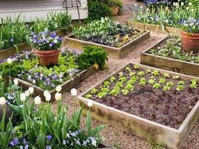 Vegetable garden raised wood pallet raised garden beds